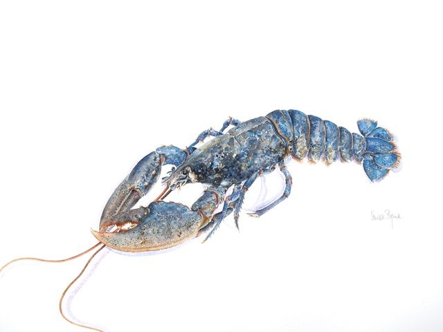Lobsters & Crustacea watercolours